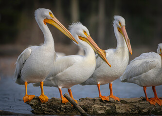 Fototapeta na wymiar Migrating North American Pelicans stopping at local lake for rest before moving to their summer location, Fishers, Indiana. Spring. 