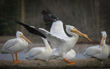Fototapeta na wymiar Migrating North American Pelicans stopping at local lake for rest before moving to their summer location, Fishers, Indiana. Spring. 