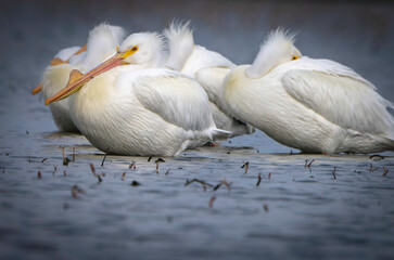 Migrating North American Pelicans stopping at local lake for rest before moving to their summer...
