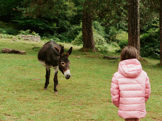 Young girl meets donkey during family day at park