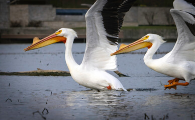 Fototapeta na wymiar North American Pelicans stopping for rest during spring migration, Fishers, Indiana, local lake. 