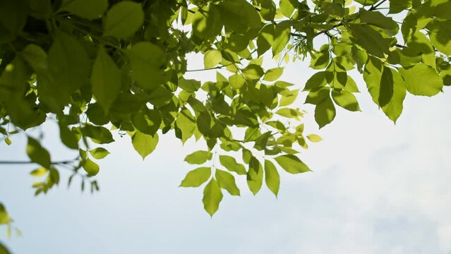 Treetops in the summer sun