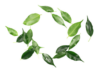Ficus Benjamina green leaves in shape circle, frame weeping fig, isolated on white, clipping path