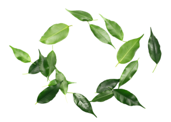 Ficus Benjamina green leaves in shape circle, frame weeping fig, isolated on white, clipping path