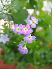 Malcolmia maritima, also known by its common name Virginia stock, is a popular annual garden plant from the family Brassicaceae
