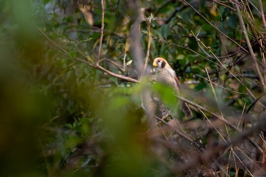 spot-breasted parrotbill or Paradoxornis guttaticollis observed in Khonoma in Nagaland, India