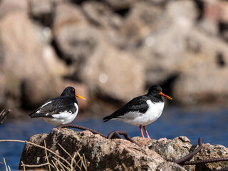 A pair of Eurasian oystercatchers on rocks 