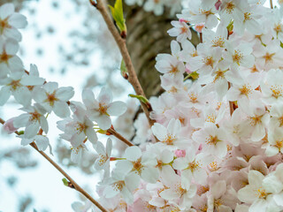 Blooming cherry flowers on a tree trunk in spring on a blurred garden background
