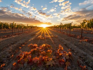 Sunset at VineyardRows of Grapevines in Warm Golden Light