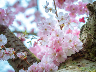 Light pink cherry flowers on a tree trunk. Close-up, blurred background. Cherry blossoms.
