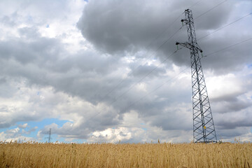 a field of wheat with a power line in the background 