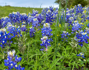 BlueBonnets  along the Texas State Highways * Wildflowers * Lone Star state flower * beautiful wildflower blooms