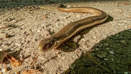 Leaping lizard