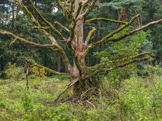 Mossy tree