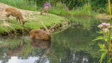 Deer in the water