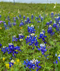 Bluebonnets in a field * Texas State Flower * Rural Ranch Countryside in springtime * Lone State State of Texas * Southern America