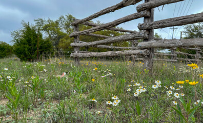 Rural Wooden Fence in a Field of Flowers