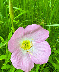 Pink Buttercups * Native Texas Wildflowers in Bloom in a rural prairie field