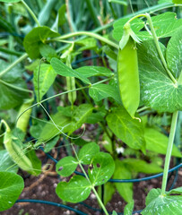 Snow Peas growing in the spring garden