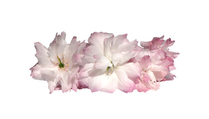 Pink sakura flowers isolated on white background