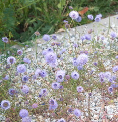 Jasione laevis in bloom, Jasione perennis