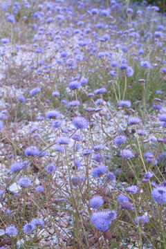 Jasione laevis in bloom, Jasione perennis