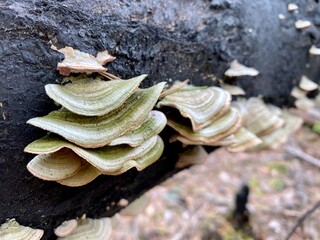 Tinder fungi growing on a fallen tree, forest autumn landscape