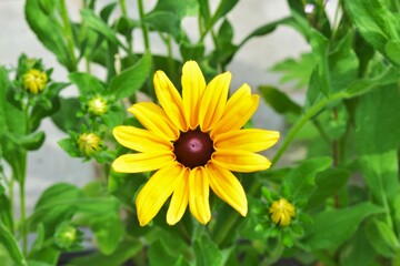 Sun flower