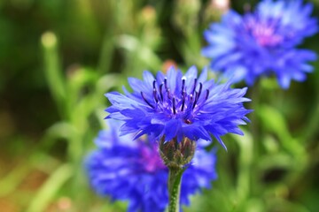 close up of blue flower