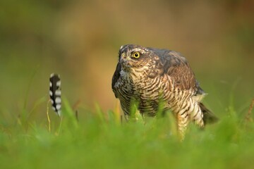 Eurasian sparrowhawk Accipiter nisus eating caught hunting bird woodpecker bird wild northern sparrowhawk wildlife prey nature predator, beautiful animal, lovely watching ornithology, Europe
