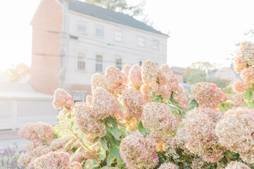 pink hydrangeas in the city