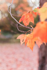 red maple leaves