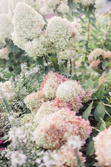 pink and white hydrangeas