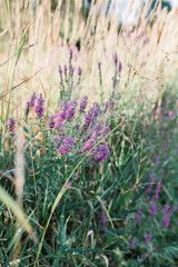 lavender flowers in a field