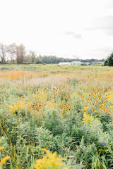field of wildflowers