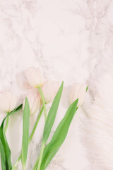 tulips on marble background