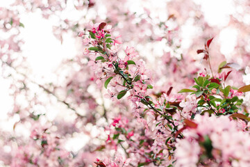 pink cherry blossom