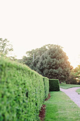 hedge in garden