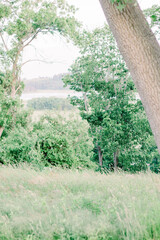 trees and grass blow in the wind