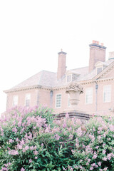lilacs at historical estate