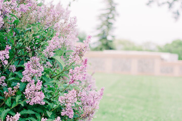 lilac flowers in a garden