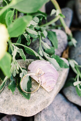 wedding rings on shell at the beach