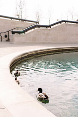 ducks swimming at a park