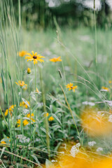 field of daisies