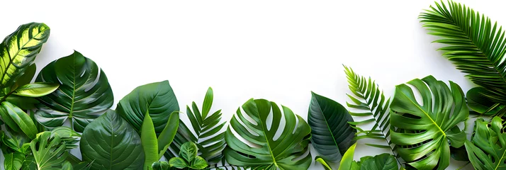 Fotobehang Tropical leaves banner isolated on white background, perfect for summer vacation and tropical-themed events © NE97