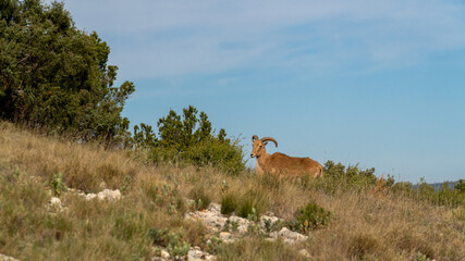  Mountain goat in brown hair, wild in the mountains. 