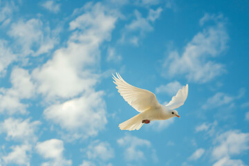 A white dove soars amidst cumulus clouds in the blue sky. Generative AI