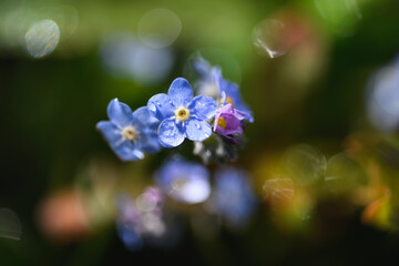 Blue flowers Forget-me-nots (Myosotis) after the rain, blurred background. Shallow depth of field.