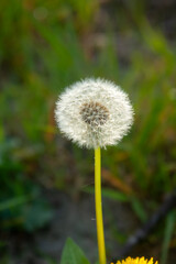 Dandelion husk in the park