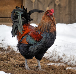 make chicken, Gallus gallus domesticus , Rooster